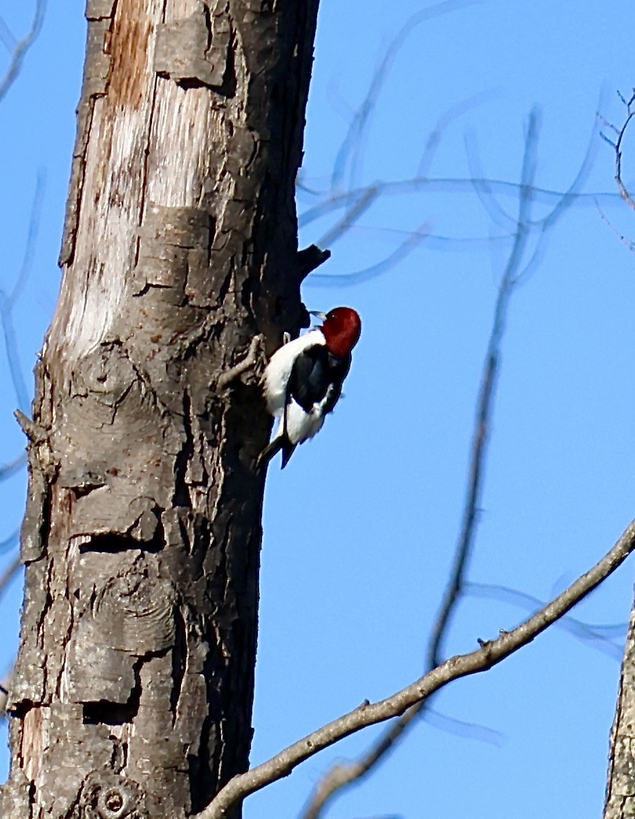 Red-headed Woodpecker - ML618920865