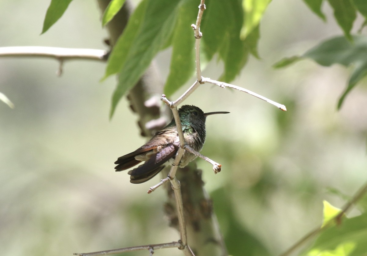 Berylline Hummingbird - ML618920867
