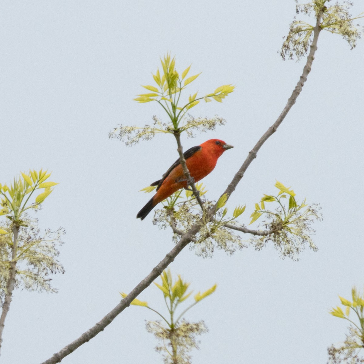 Scarlet Tanager - ML618920894