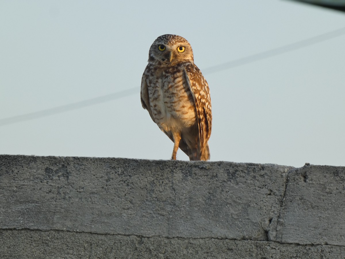 Burrowing Owl - ML618920904