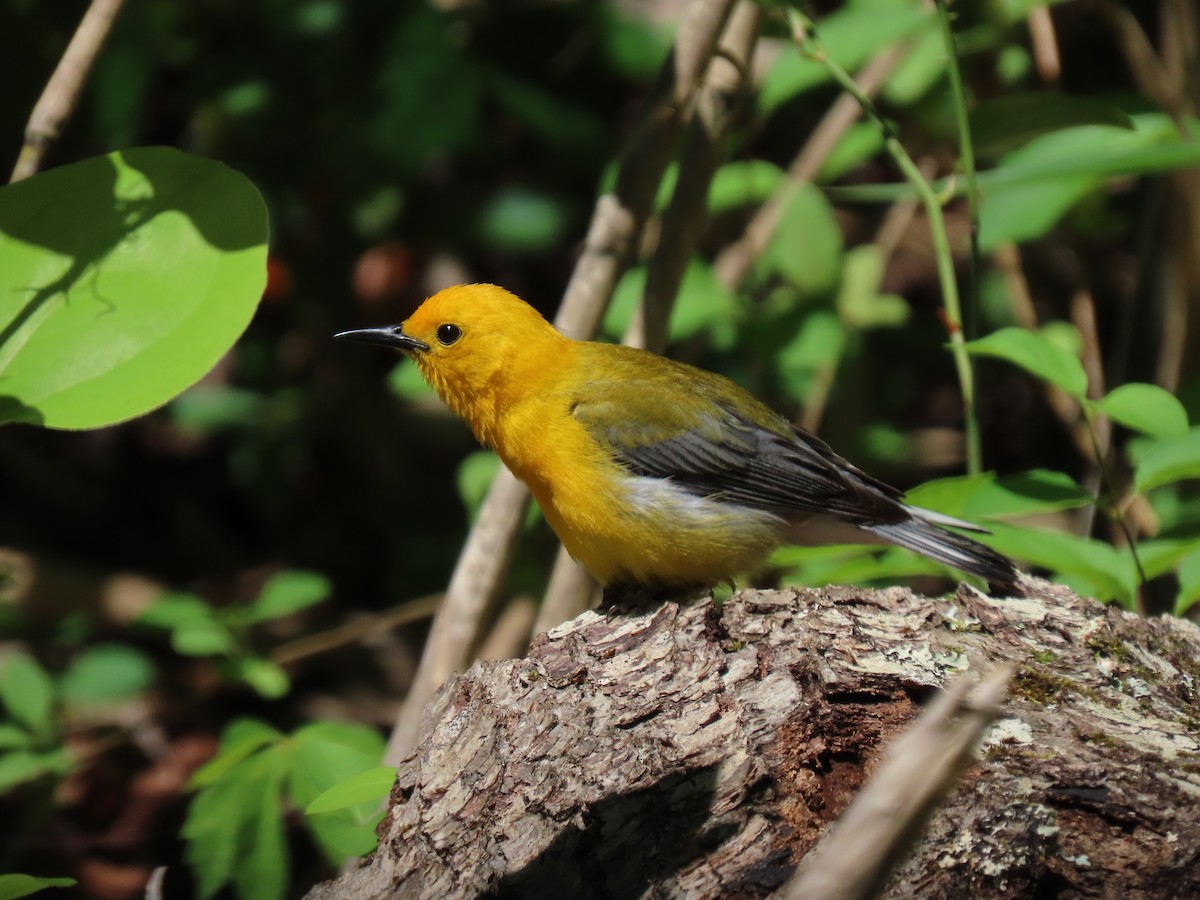 Prothonotary Warbler - ML618920915