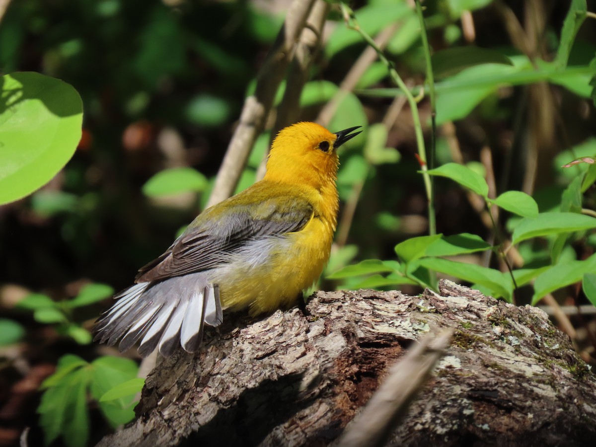 Prothonotary Warbler - ML618920931