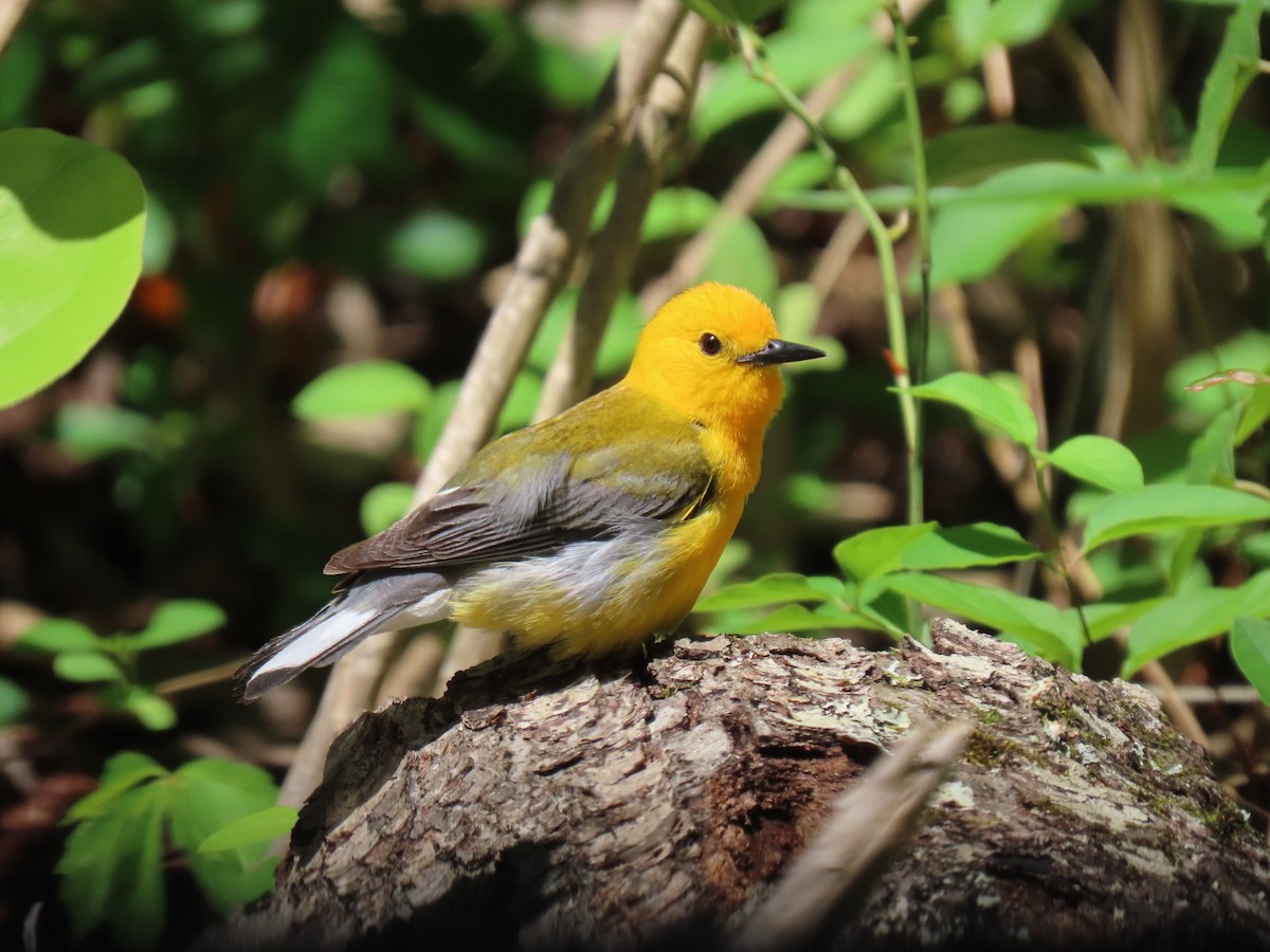 Prothonotary Warbler - ML618920938