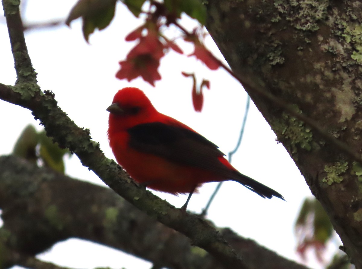 Scarlet Tanager - ML618920957