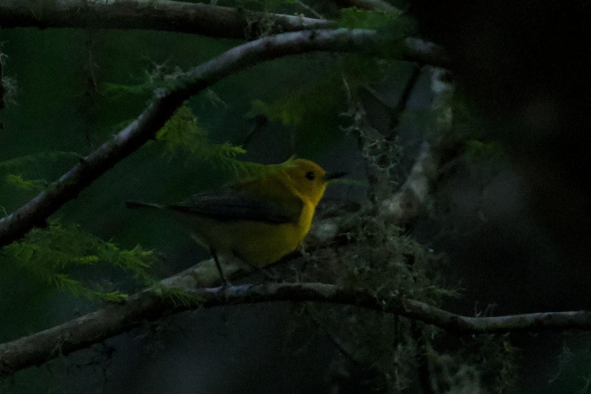 Prothonotary Warbler - ML618920972