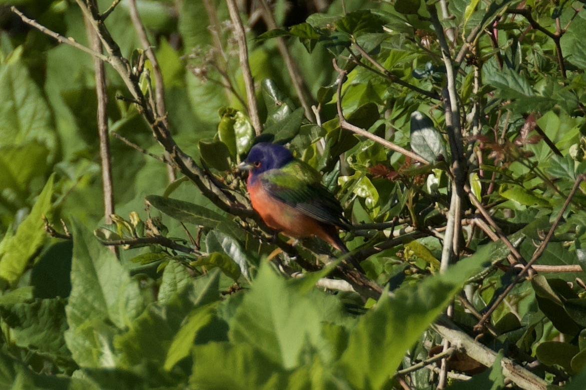 Painted Bunting - ML618920992
