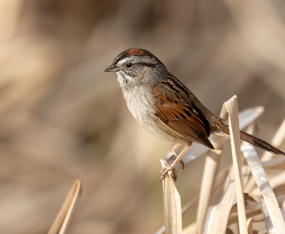 Swamp Sparrow - ML618921009