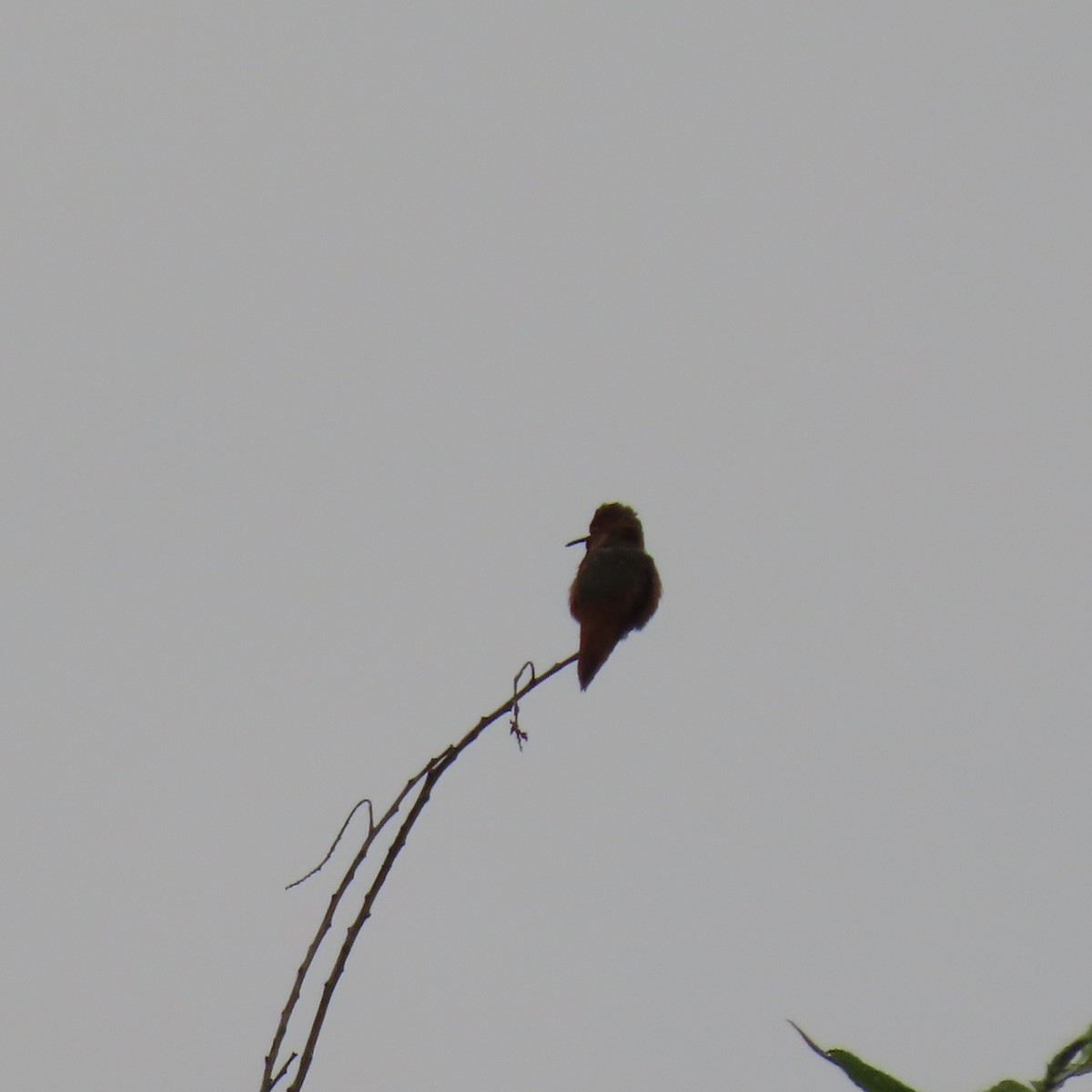 Allen's Hummingbird - Brian Nothhelfer