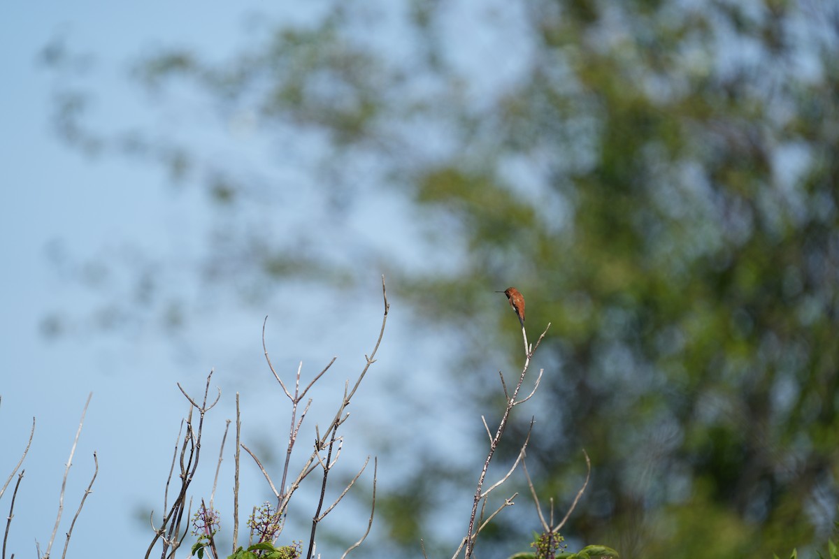 Rufous Hummingbird - Derek Etherton