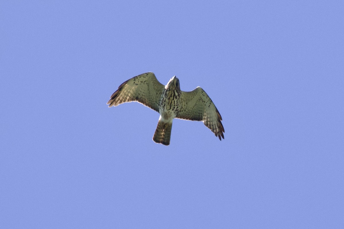 Broad-winged Hawk - ML618921098