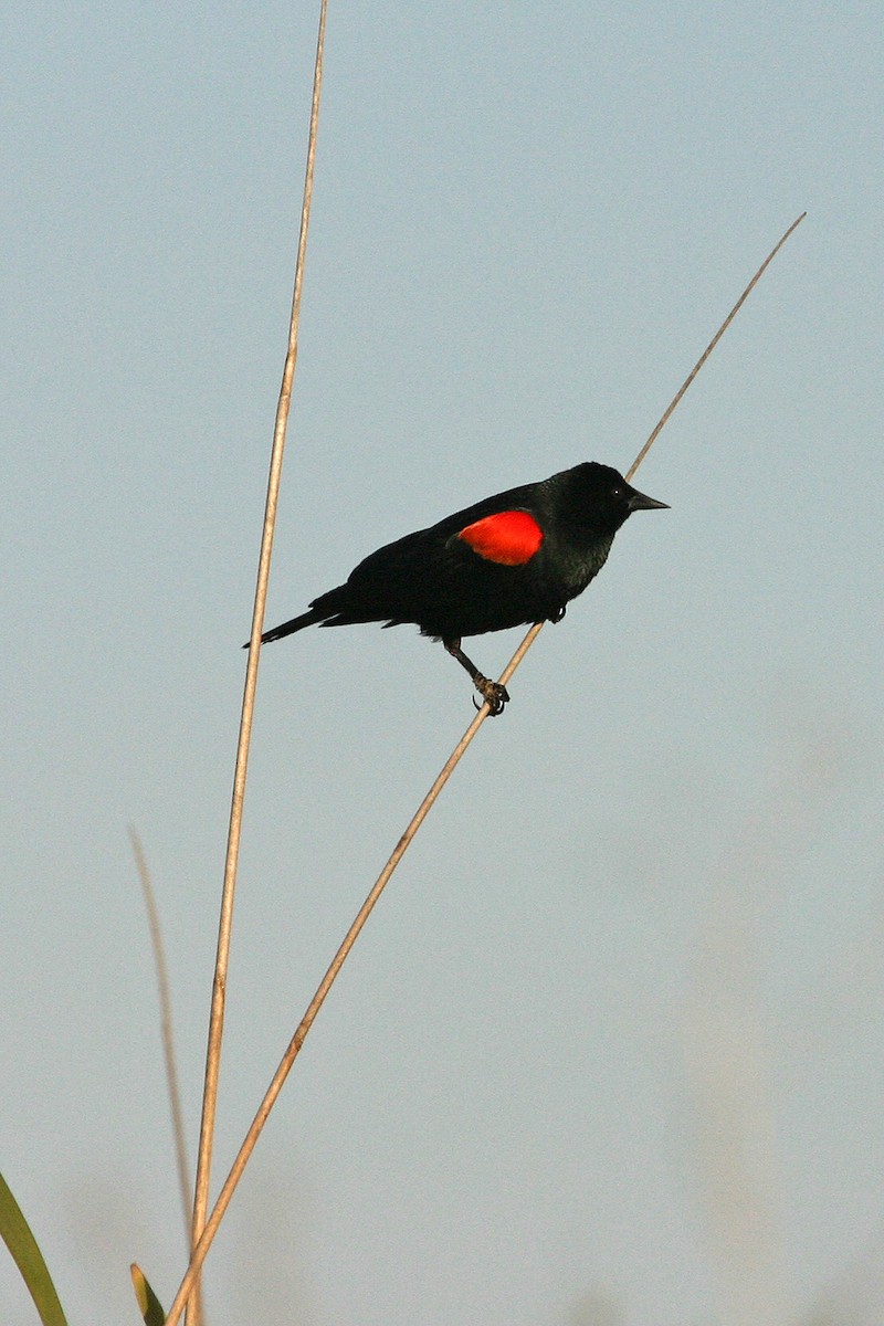 Red-winged Blackbird - ML618921125