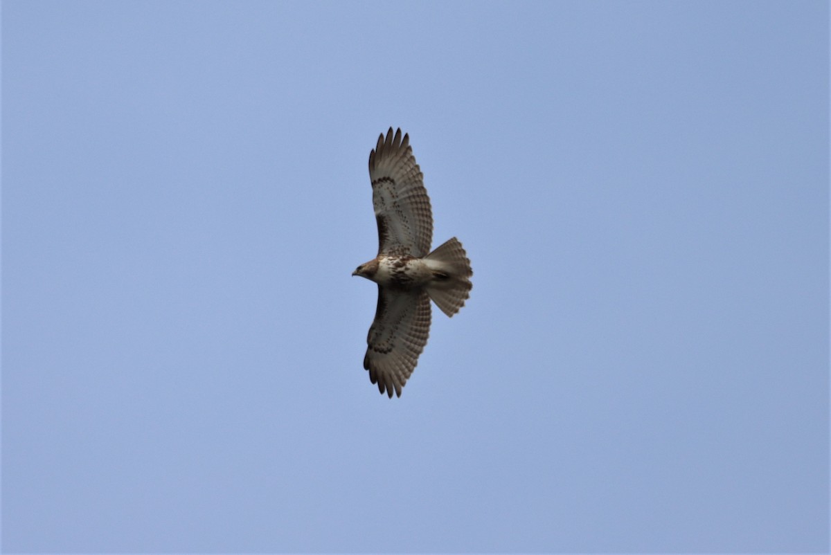Red-tailed Hawk - ML618921173