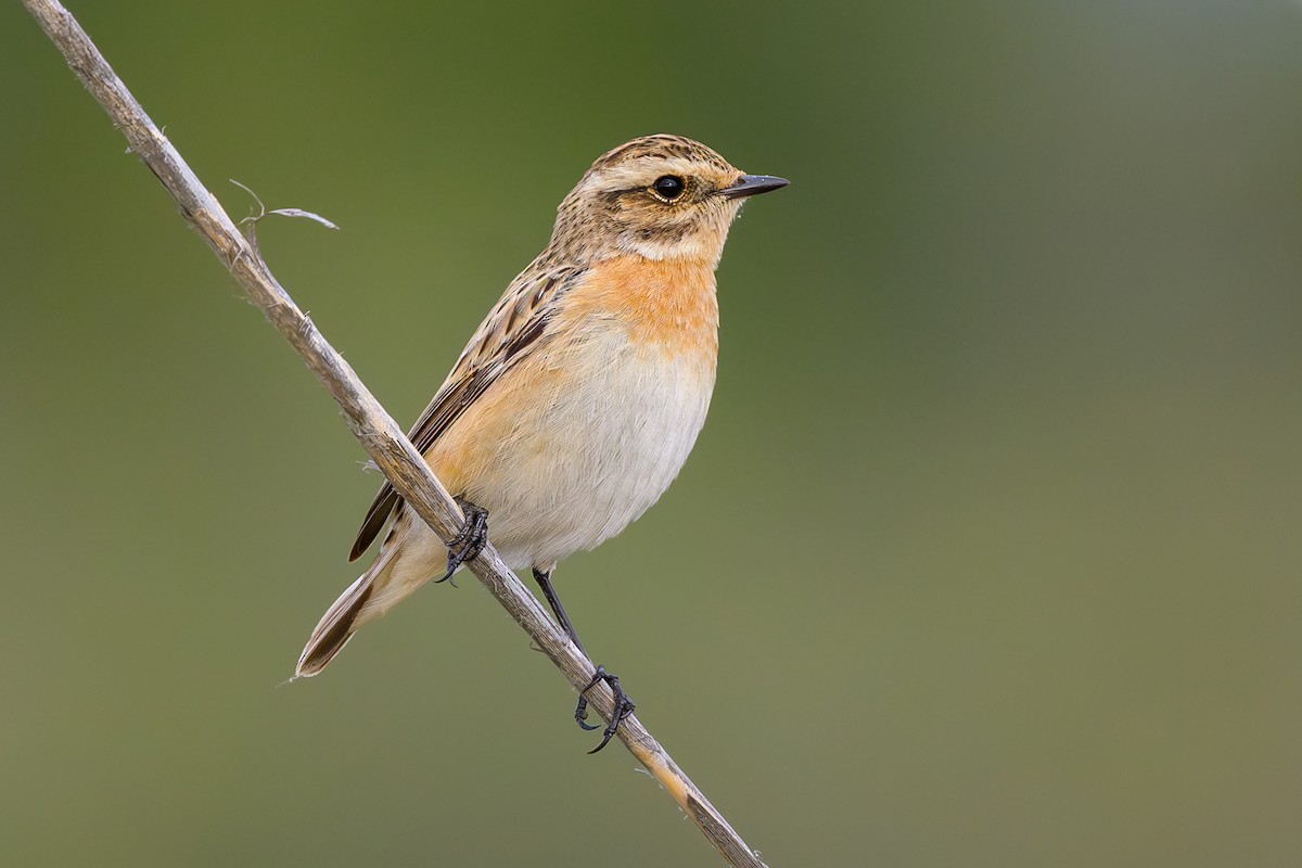 Whinchat - ML618921245