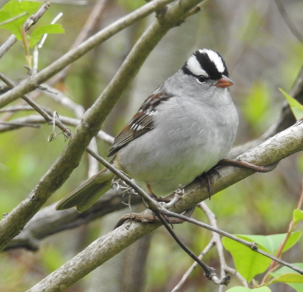 White-crowned Sparrow - Finn Etter