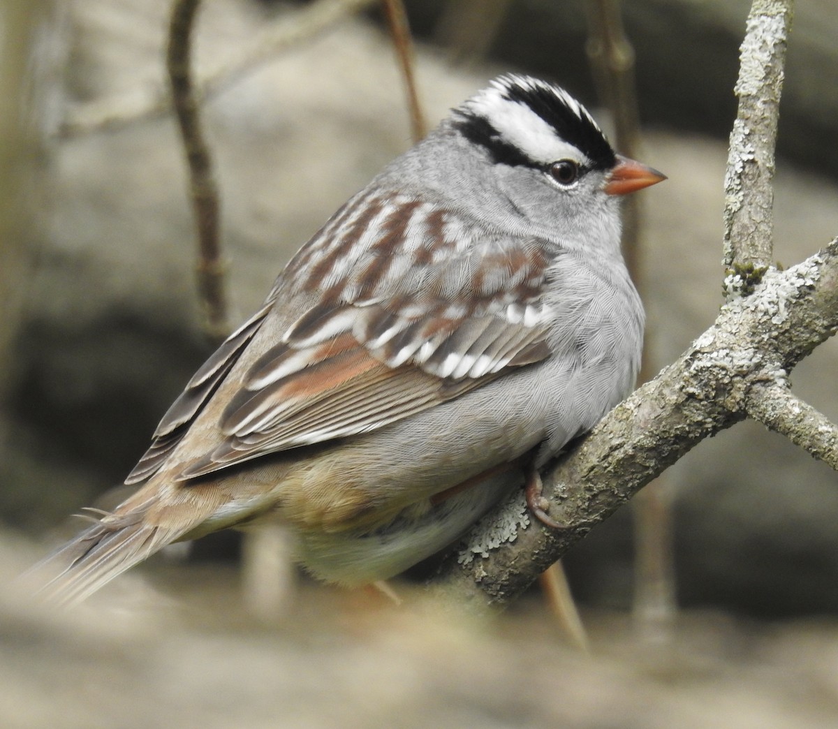 White-crowned Sparrow - Finn Etter