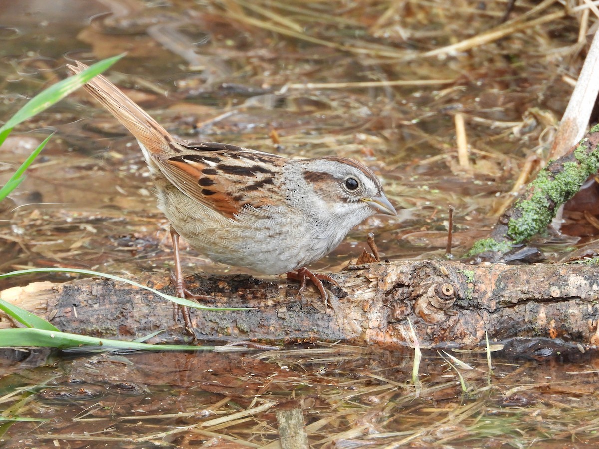 Swamp Sparrow - ML618921282