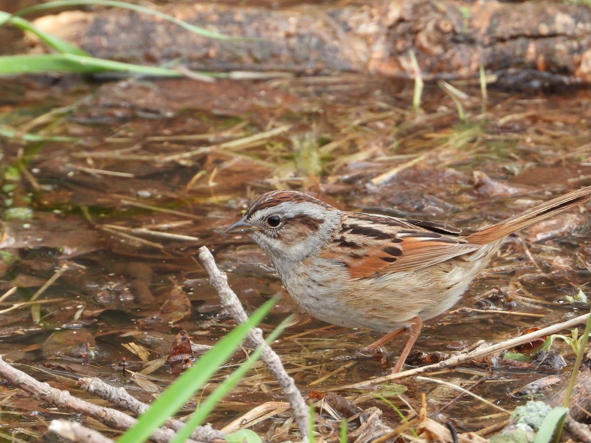 Swamp Sparrow - ML618921283