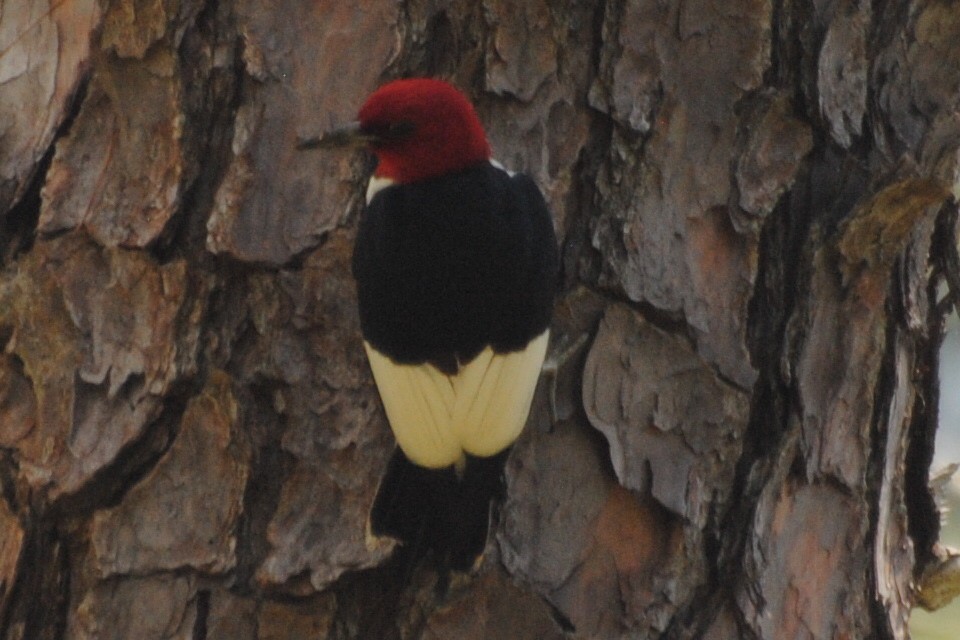 Red-headed Woodpecker - ML618921288