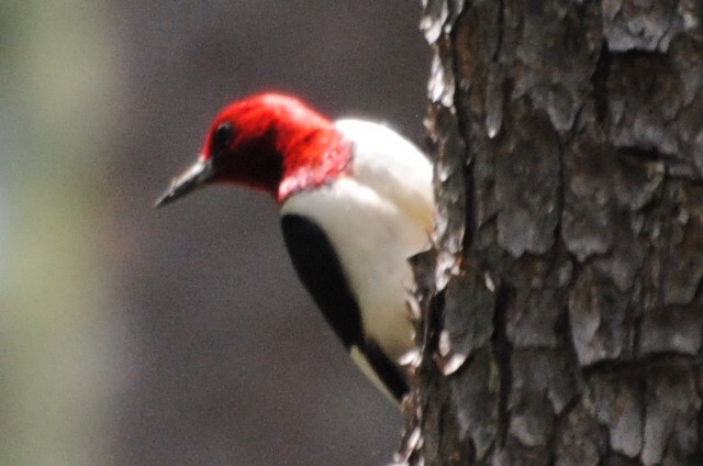 Red-headed Woodpecker - Mr. Bryan Sharp
