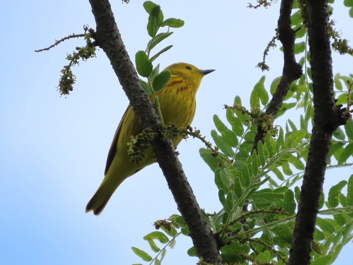 Yellow Warbler - Michelle Browning