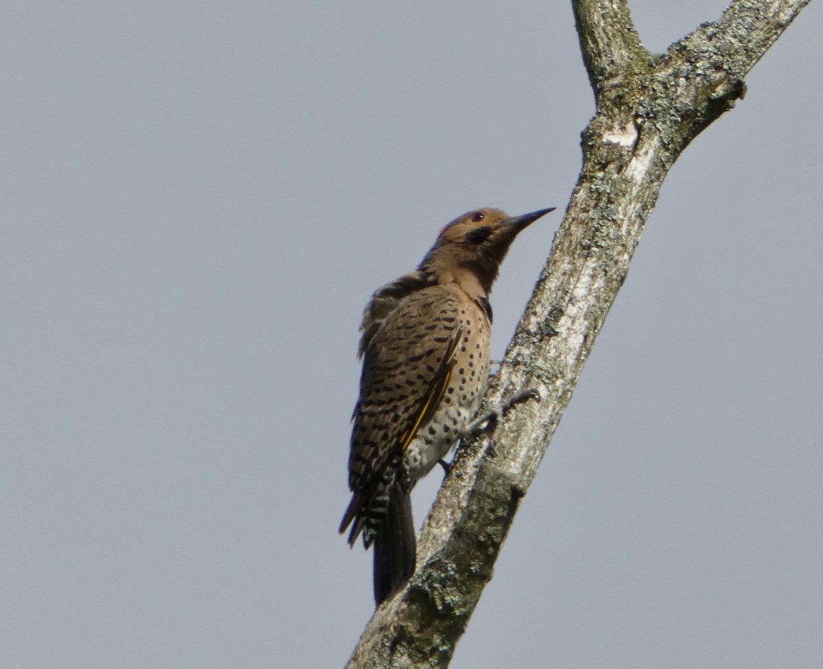 Northern Flicker (Yellow-shafted) - ML618921330