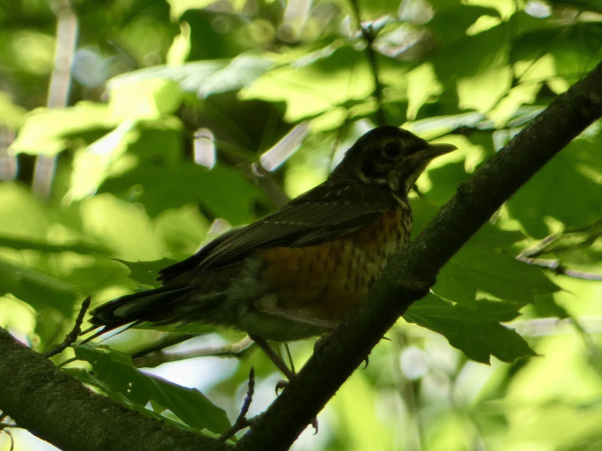 American Robin (migratorius Group) - ML618921385