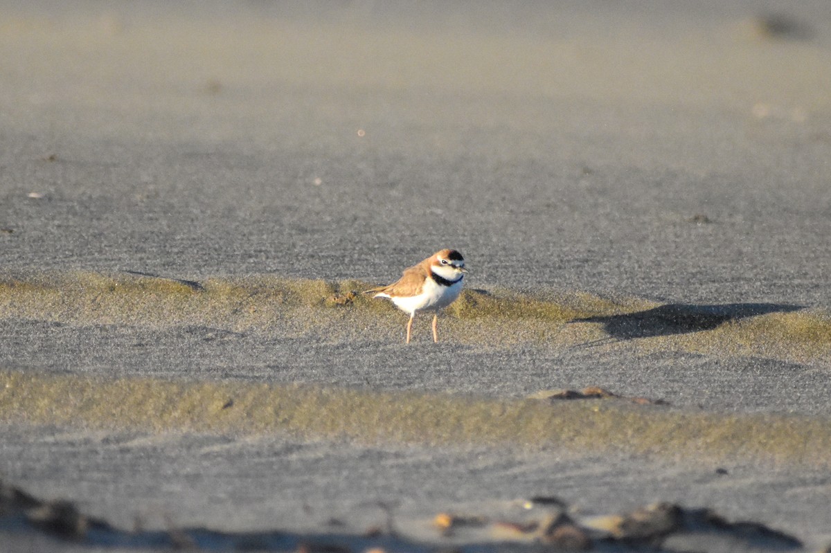 Collared Plover - ML618921398