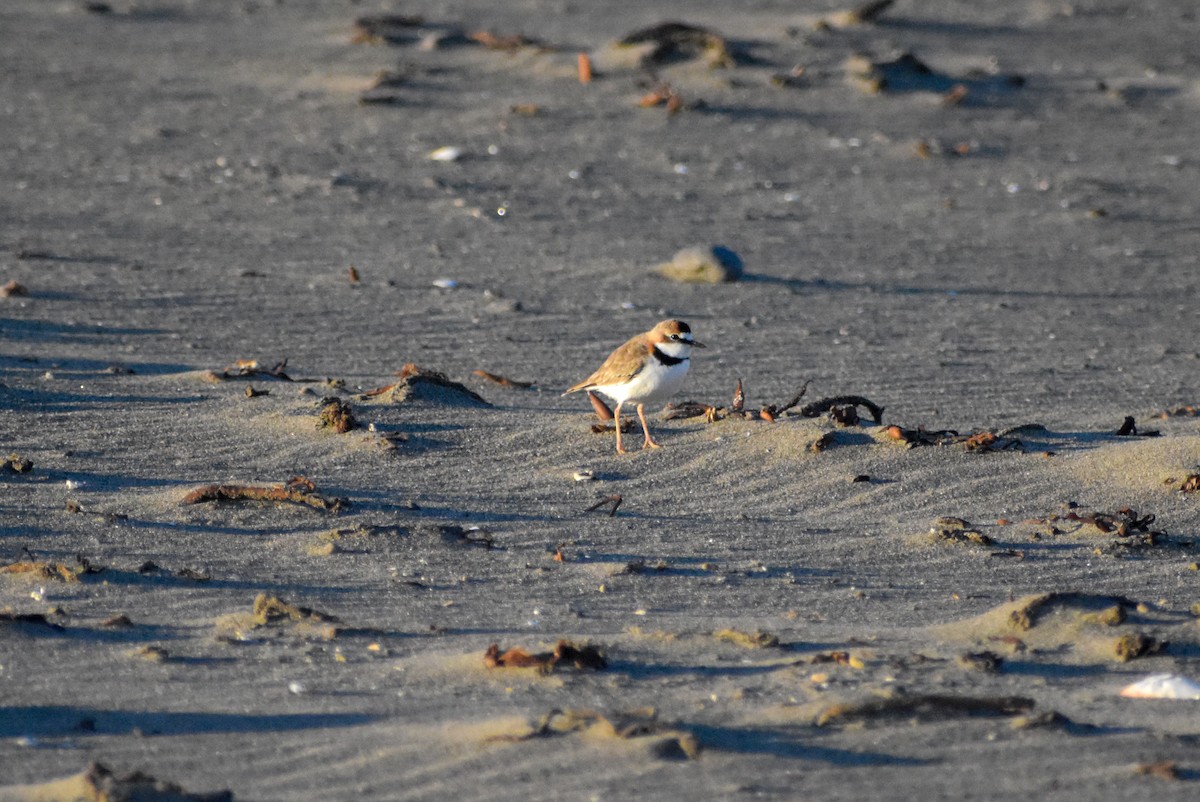Collared Plover - ML618921399