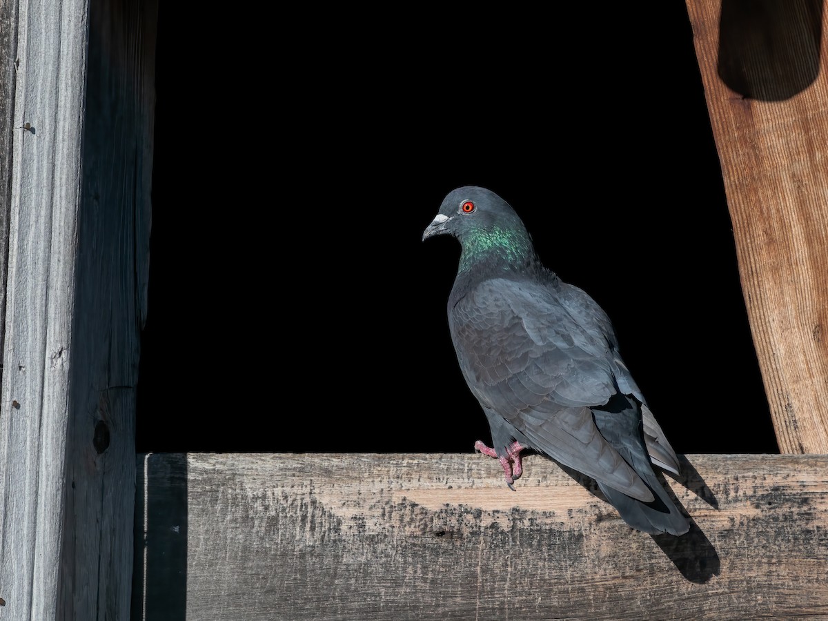 Rock Pigeon (Feral Pigeon) - ML618921428