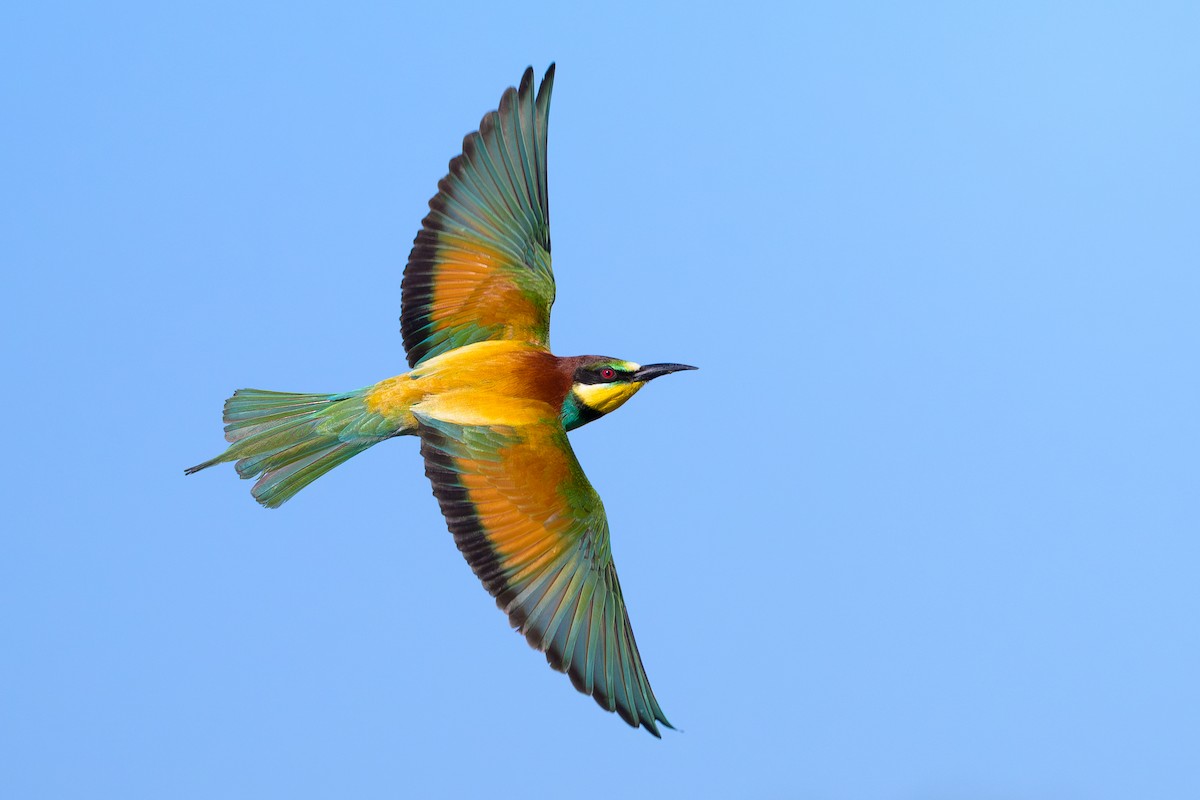 European Bee-eater - ML618921449