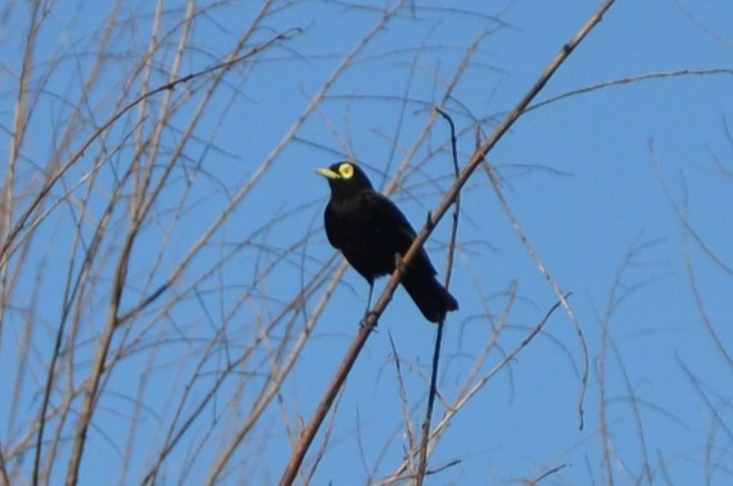 Spectacled Tyrant - ML618921467