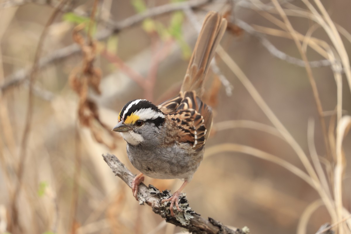 White-throated Sparrow - ML618921495