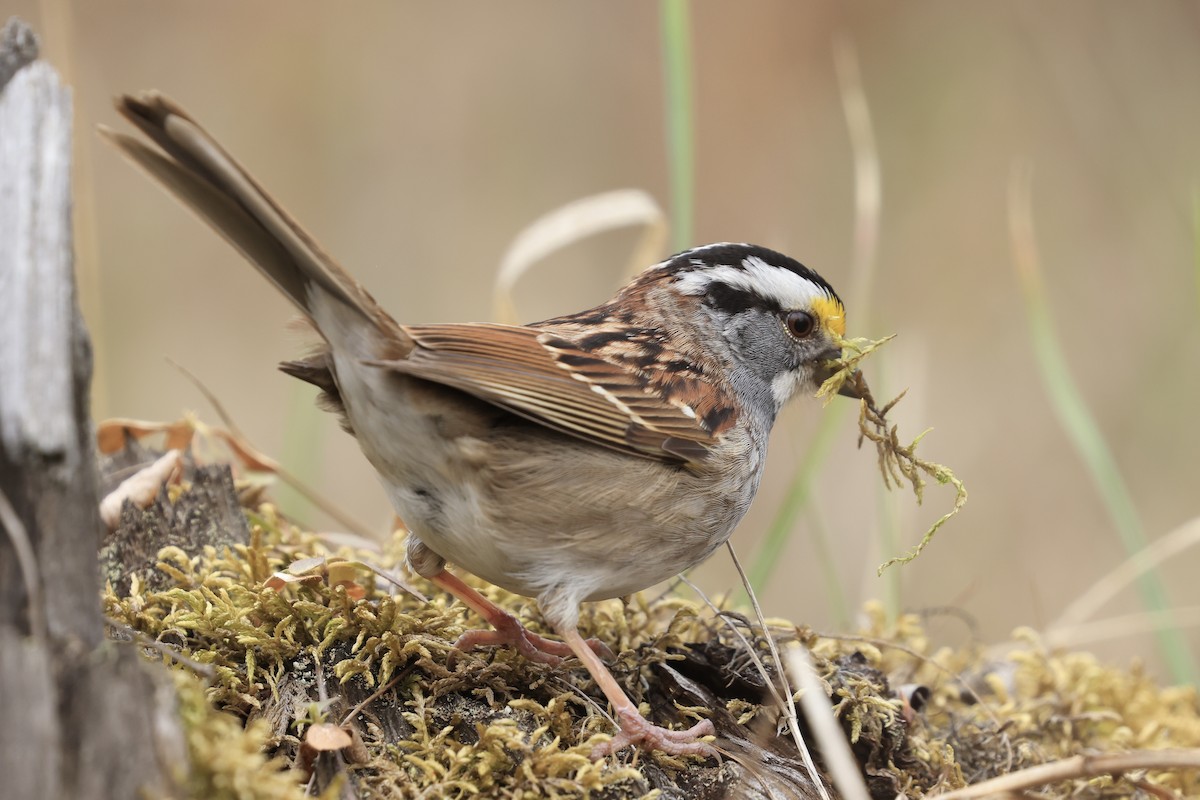 White-throated Sparrow - ML618921496