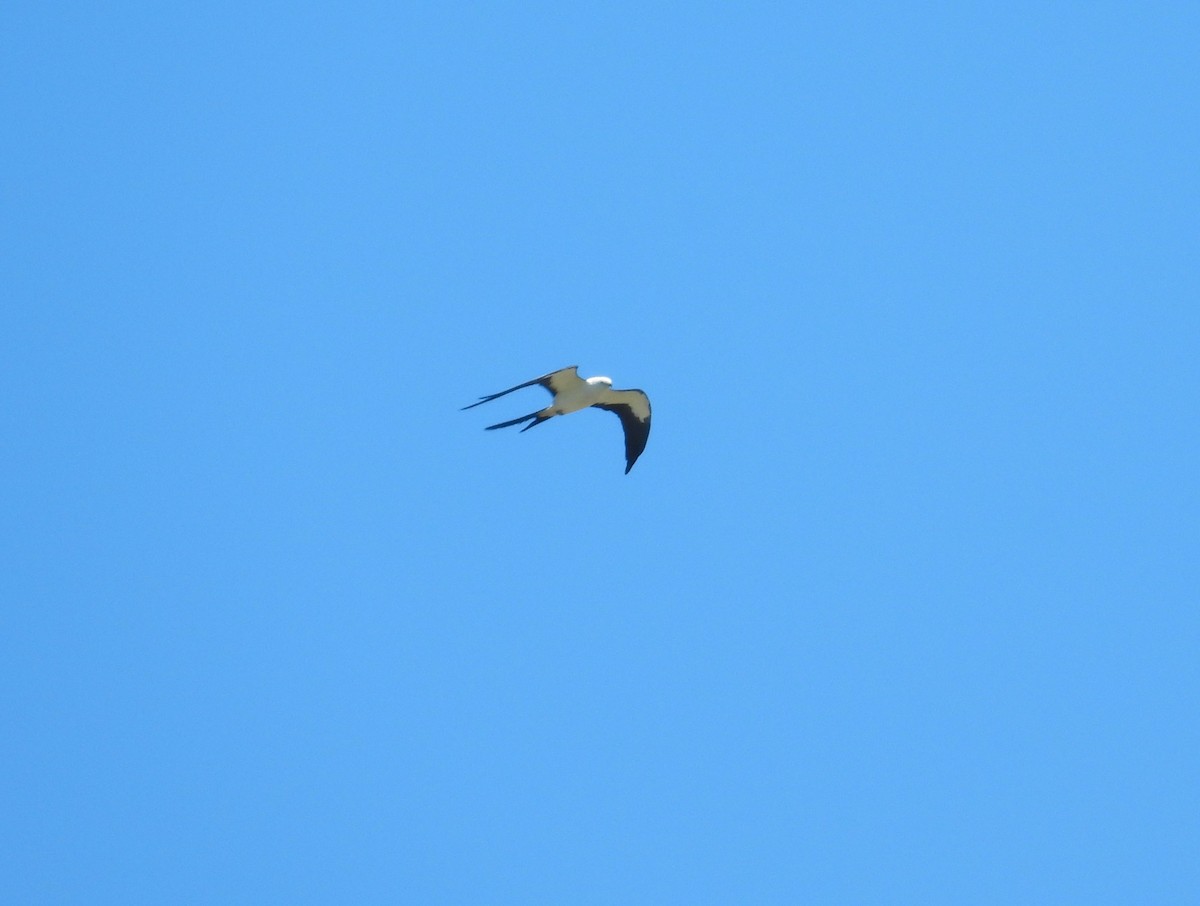 Swallow-tailed Kite - ML618921497