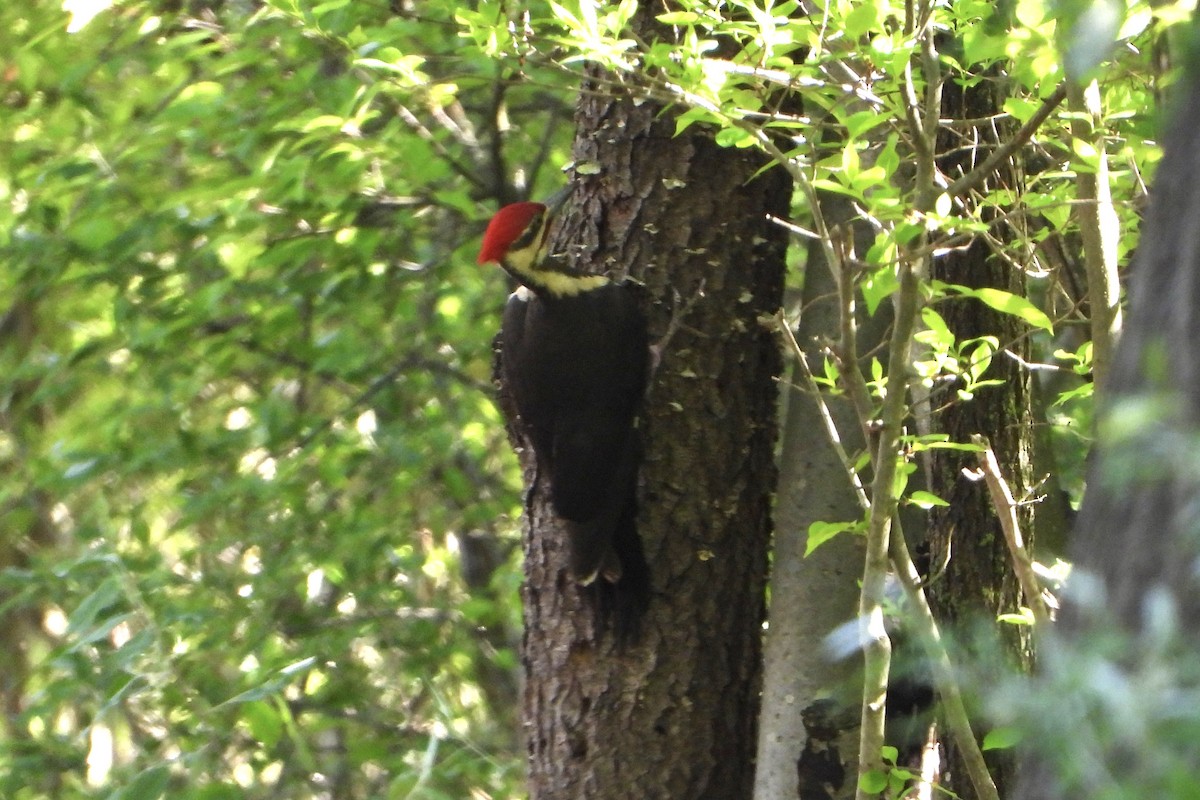 Pileated Woodpecker - ML618921502