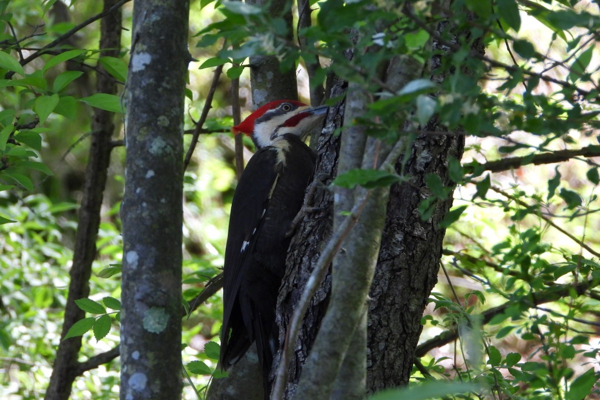 Pileated Woodpecker - ML618921503
