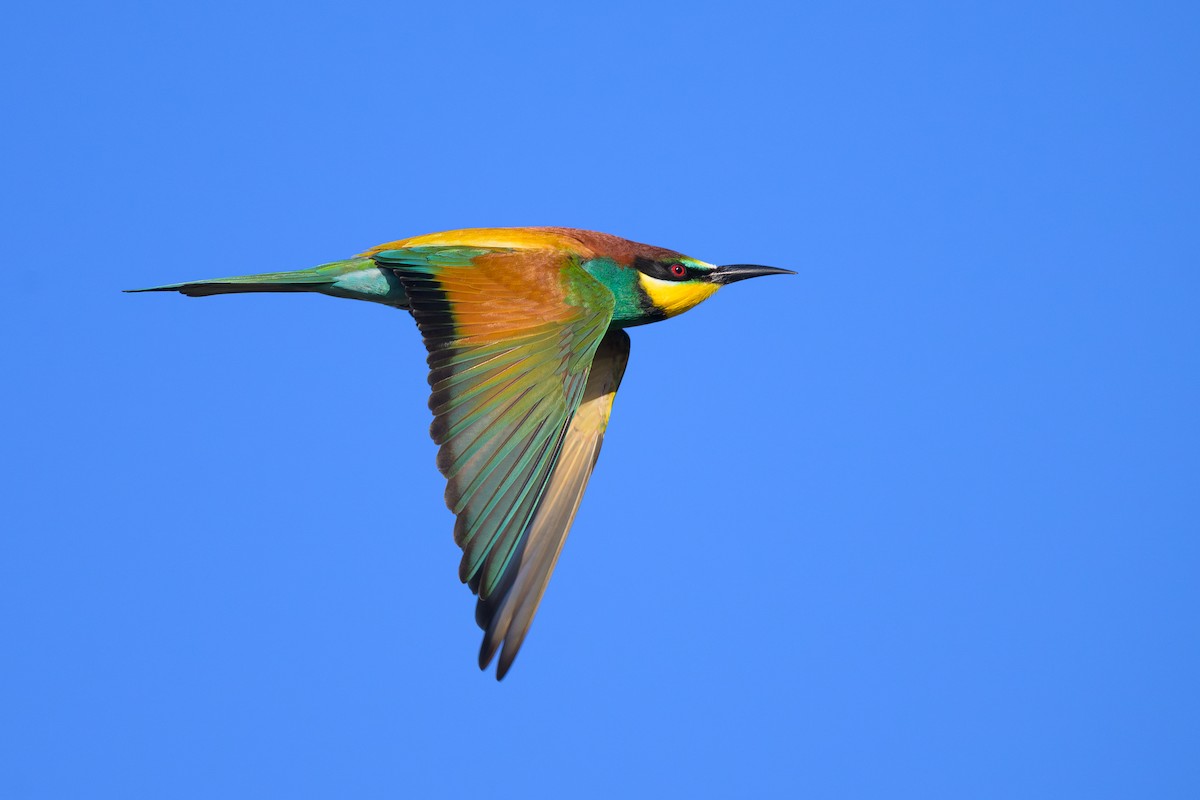 European Bee-eater - ML618921515