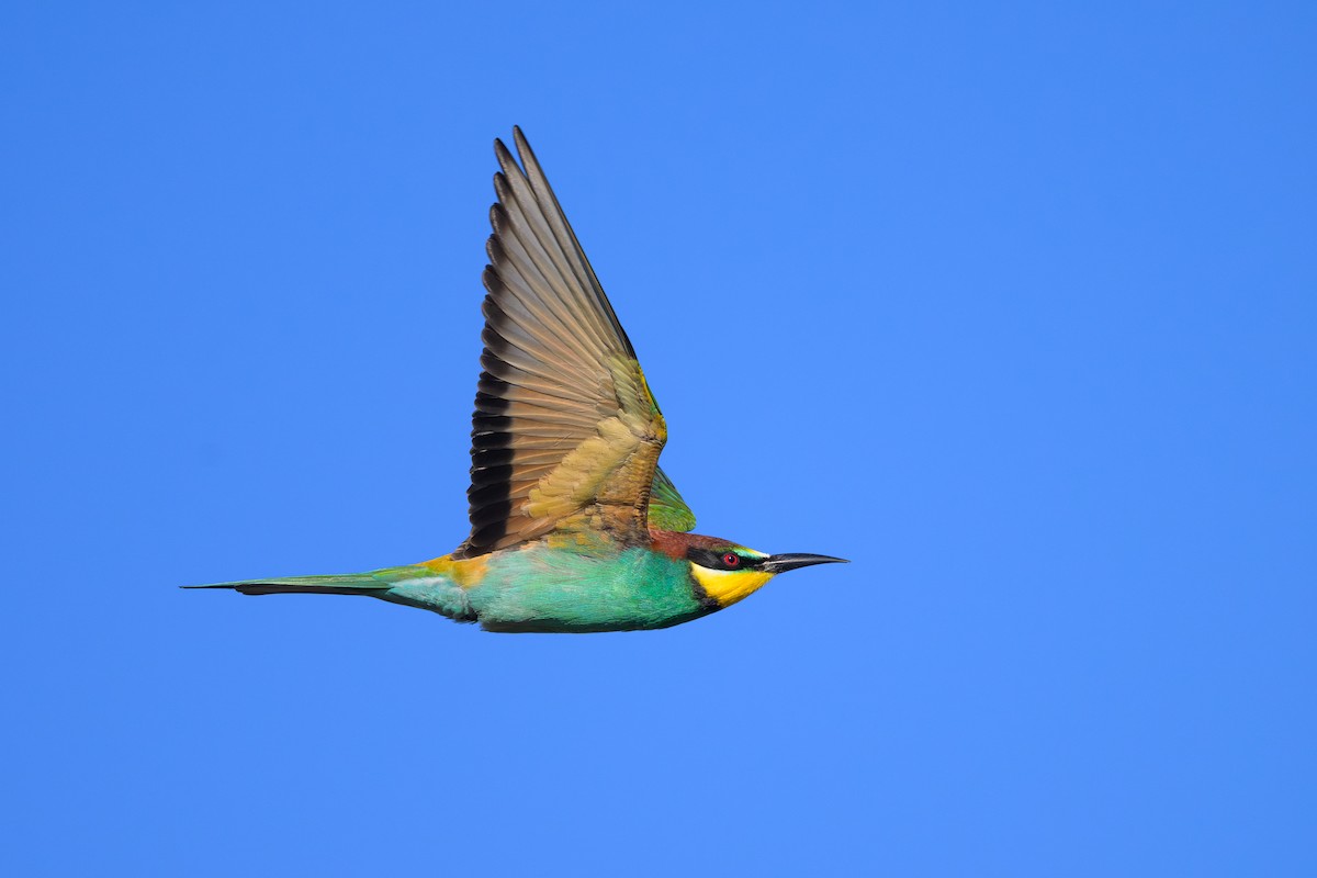 European Bee-eater - ML618921516