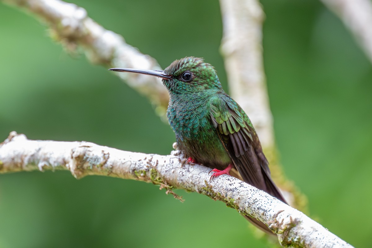 kolibřík křivozobý - ML618921528