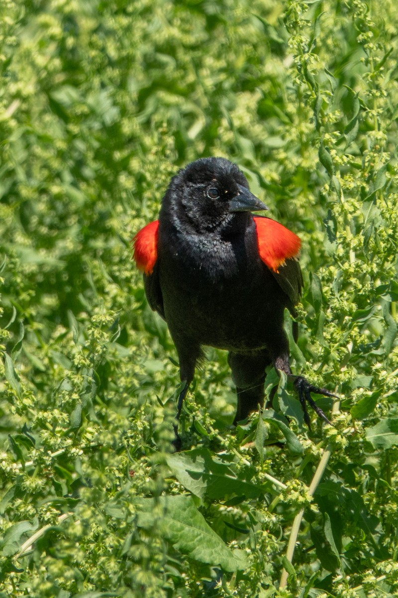 Red-winged Blackbird - Leslie Morgan