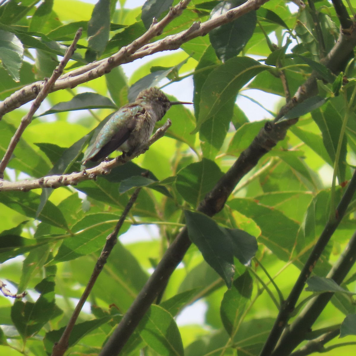 Anna's Hummingbird - Brian Nothhelfer