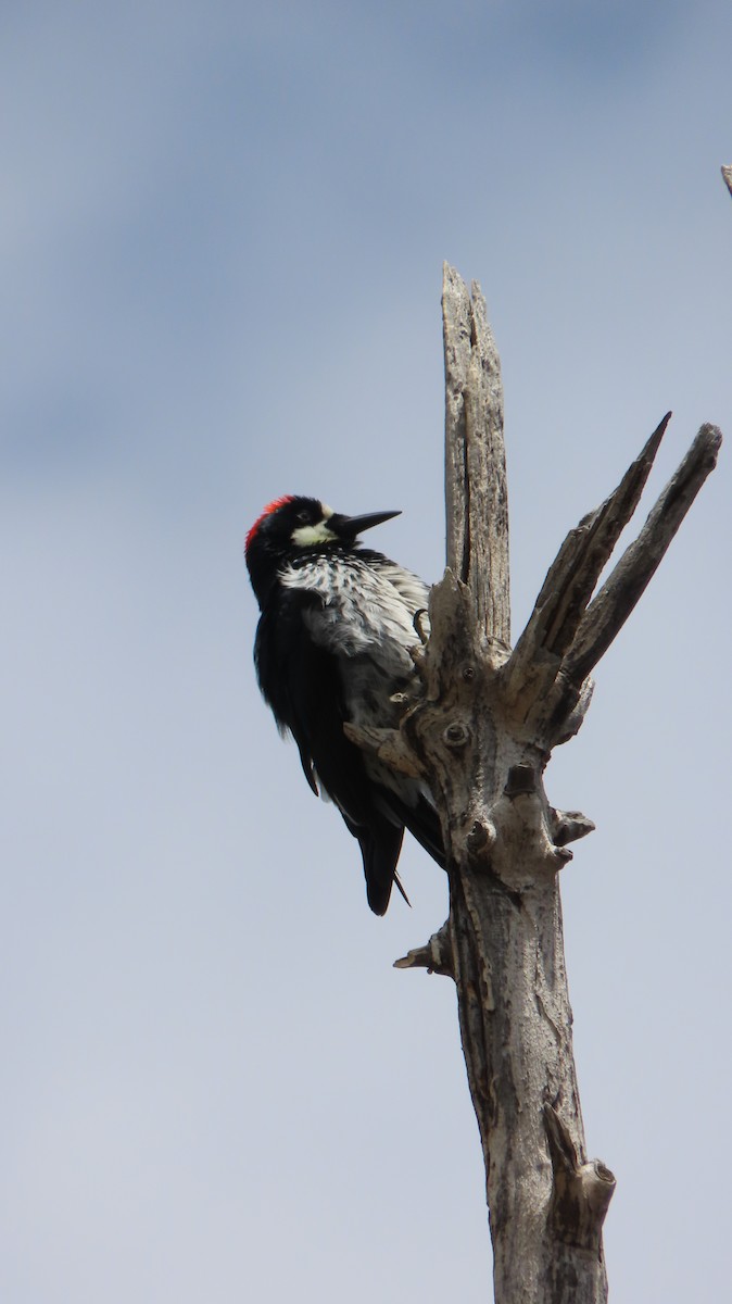Acorn Woodpecker - ML618921571