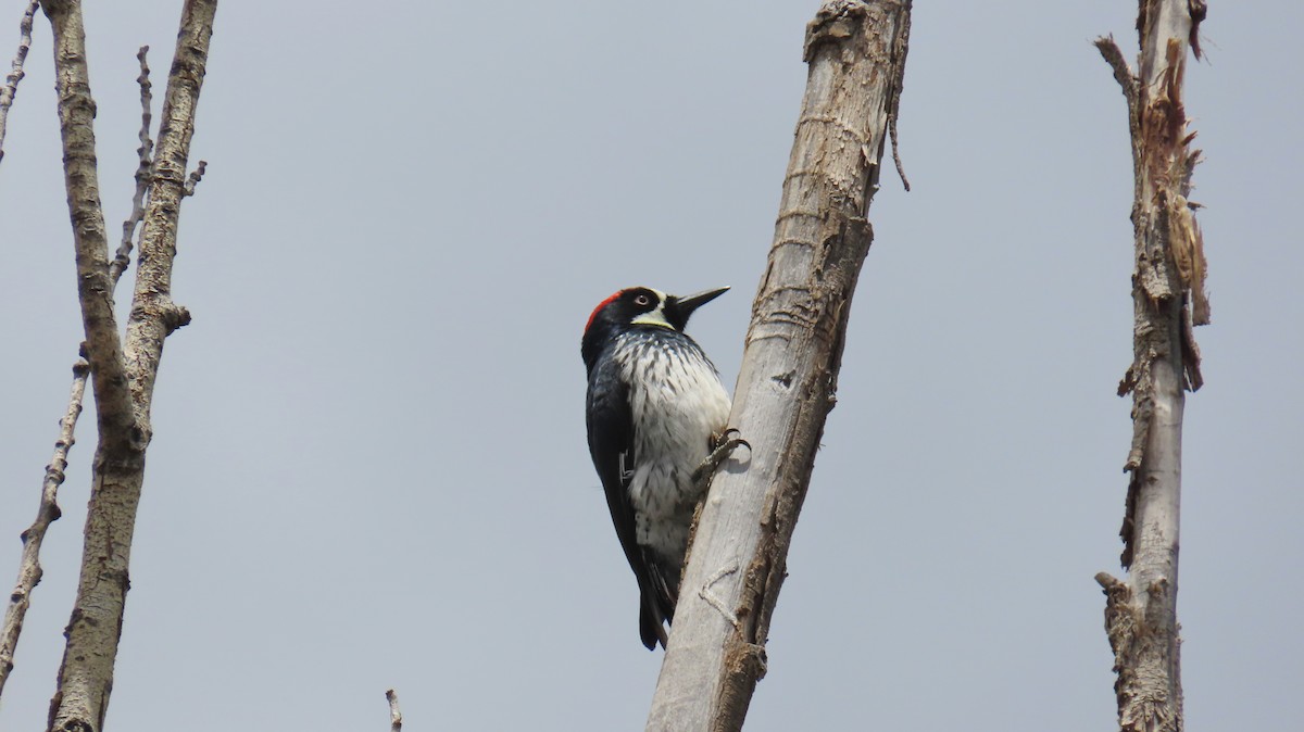 Acorn Woodpecker - ML618921581