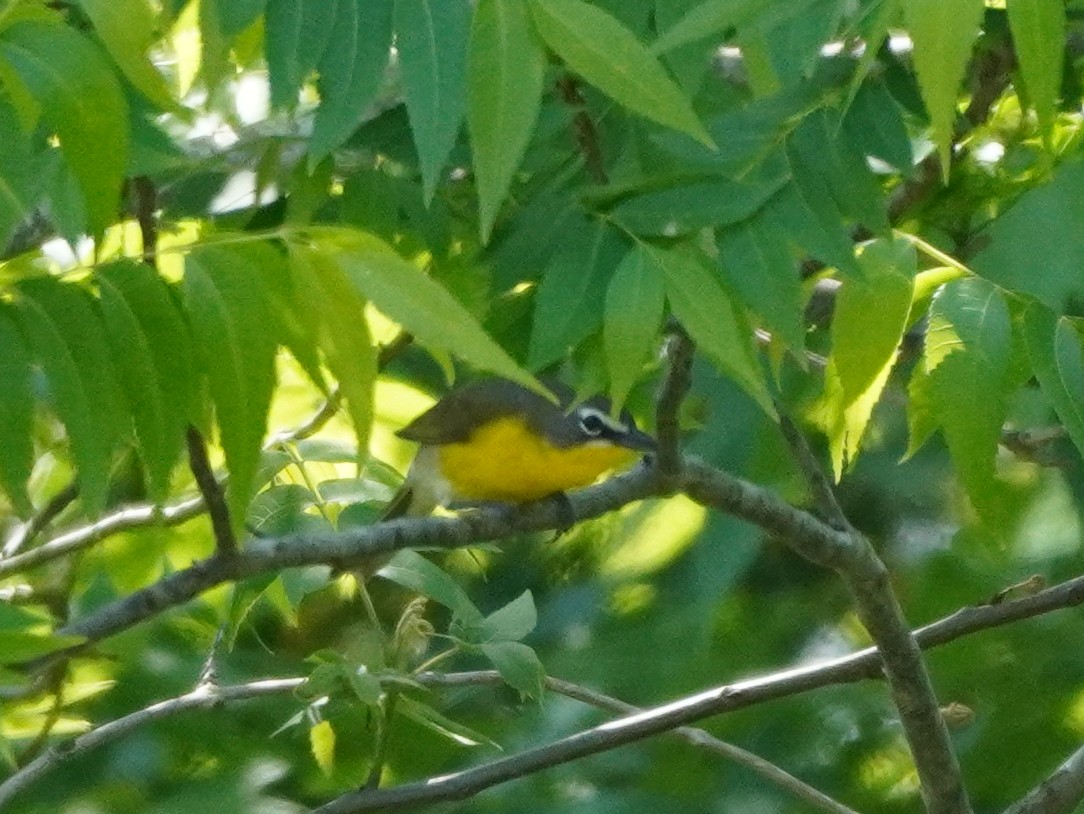 Yellow-breasted Chat - ML618921615
