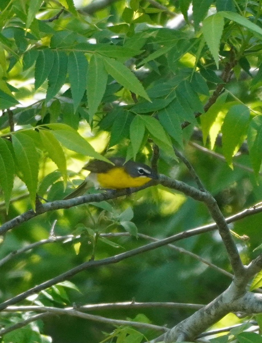 Yellow-breasted Chat - ML618921617