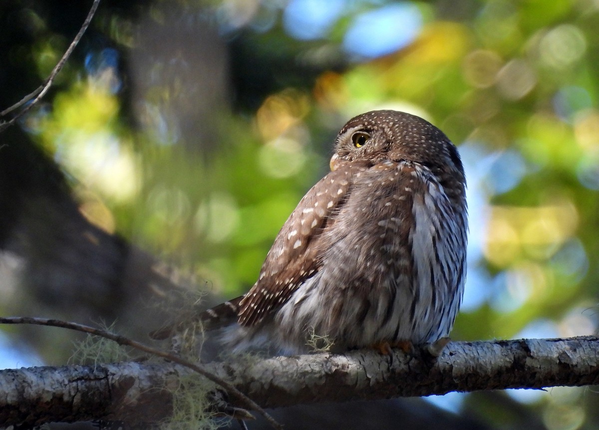 Northern Pygmy-Owl - ML618921785