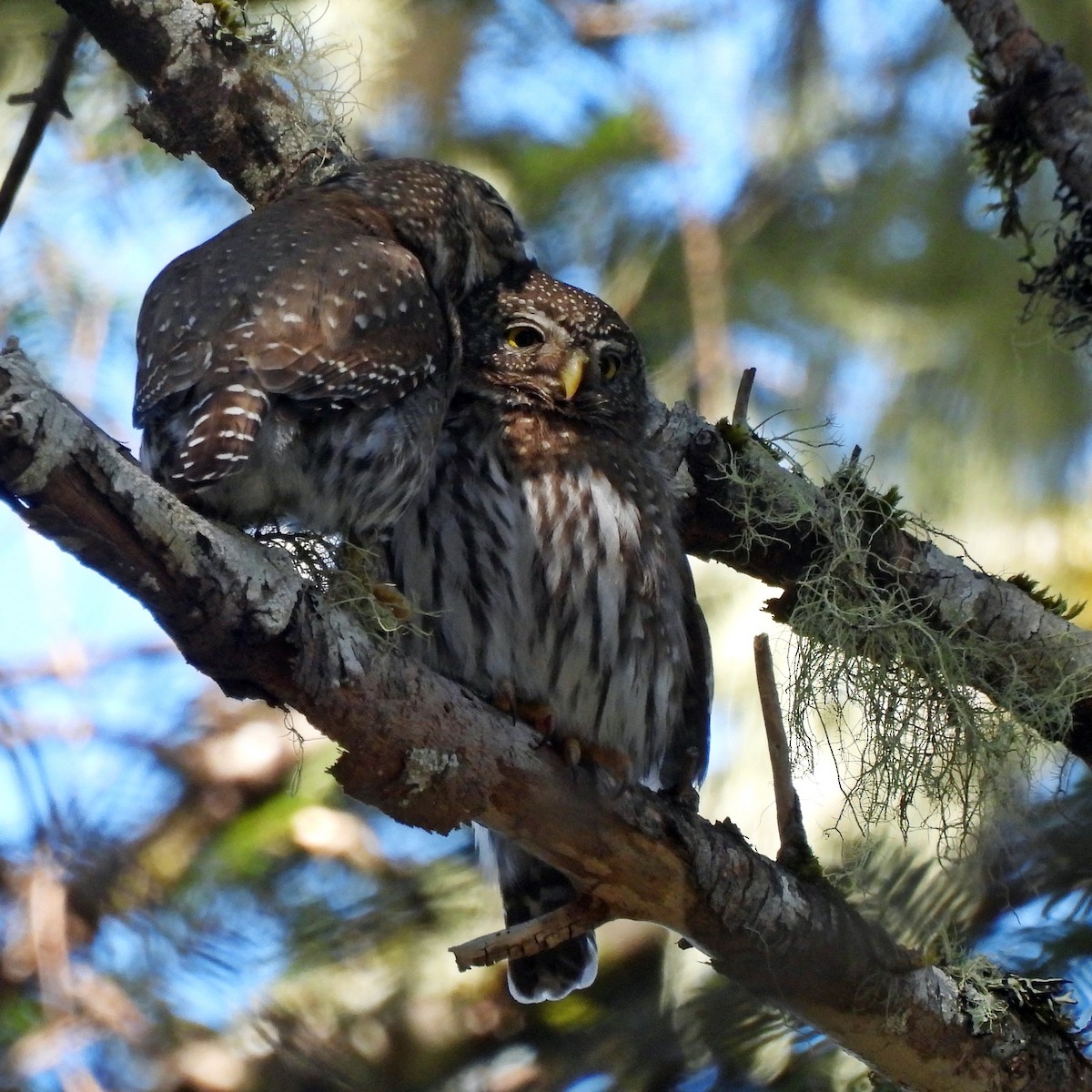 Northern Pygmy-Owl - ML618921787