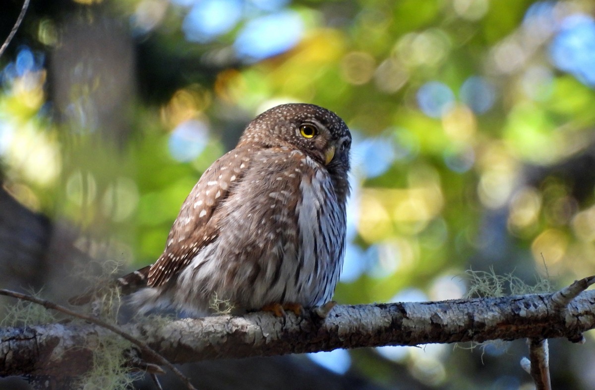 Northern Pygmy-Owl - ML618921789
