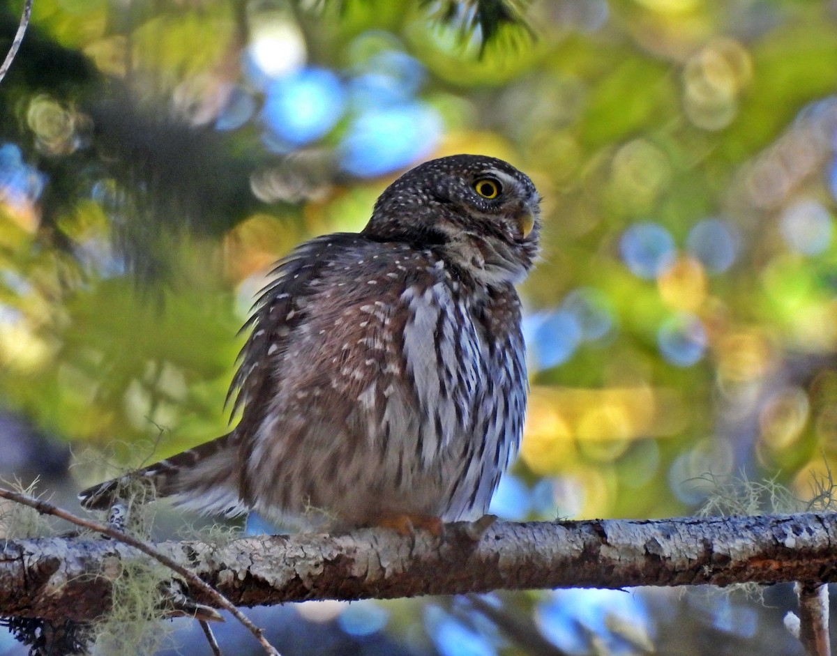 Northern Pygmy-Owl - ML618921792