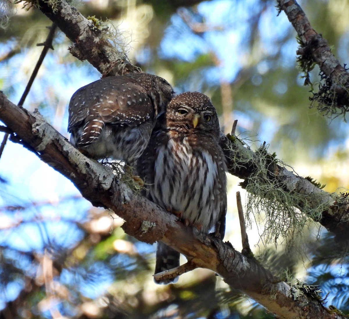 Northern Pygmy-Owl - ML618921793